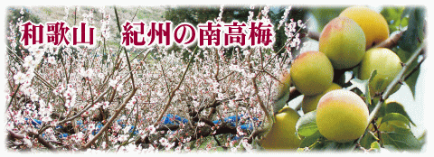 梅光園紀州南高梅
